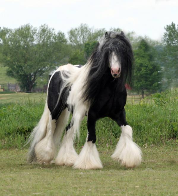 Friesian Horses